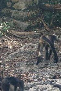 Tulum Monkey Sanctuary